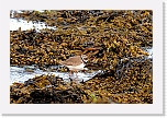 tylli Great Ringed Plover 8563 * 1348 x 899 * (1.25MB)